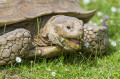 Tortoise Eating a Daisy