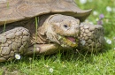 Tortoise Eating a Daisy