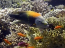 Triggerfish on Jackson Reef