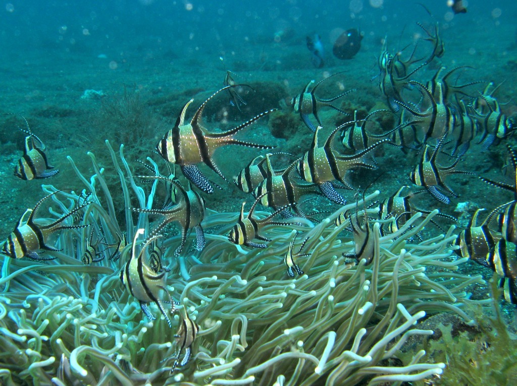 Banggai Cardinalfish jigsaw puzzle in Under the Sea puzzles on TheJigsawPuzzles.com