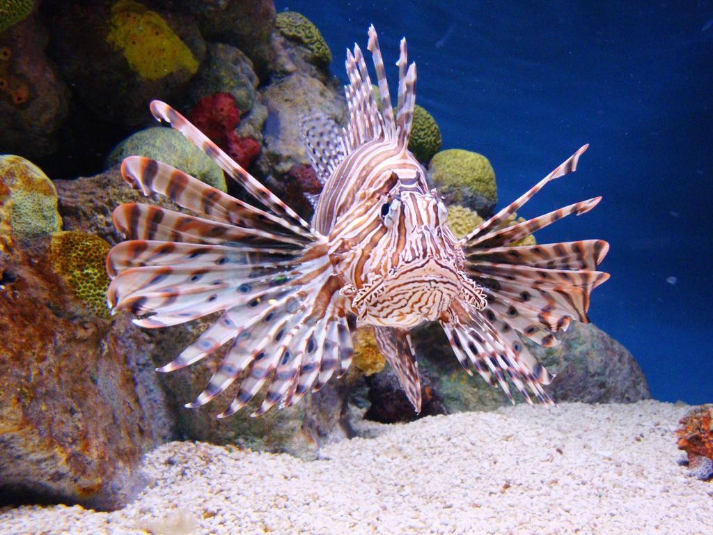 Lionfish in the Boston Aquarium jigsaw puzzle in Under the Sea puzzles on TheJigsawPuzzles.com