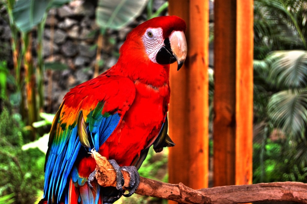 Parrot from Izmir Wildlife Park jigsaw puzzle in Animals puzzles on TheJigsawPuzzles.com