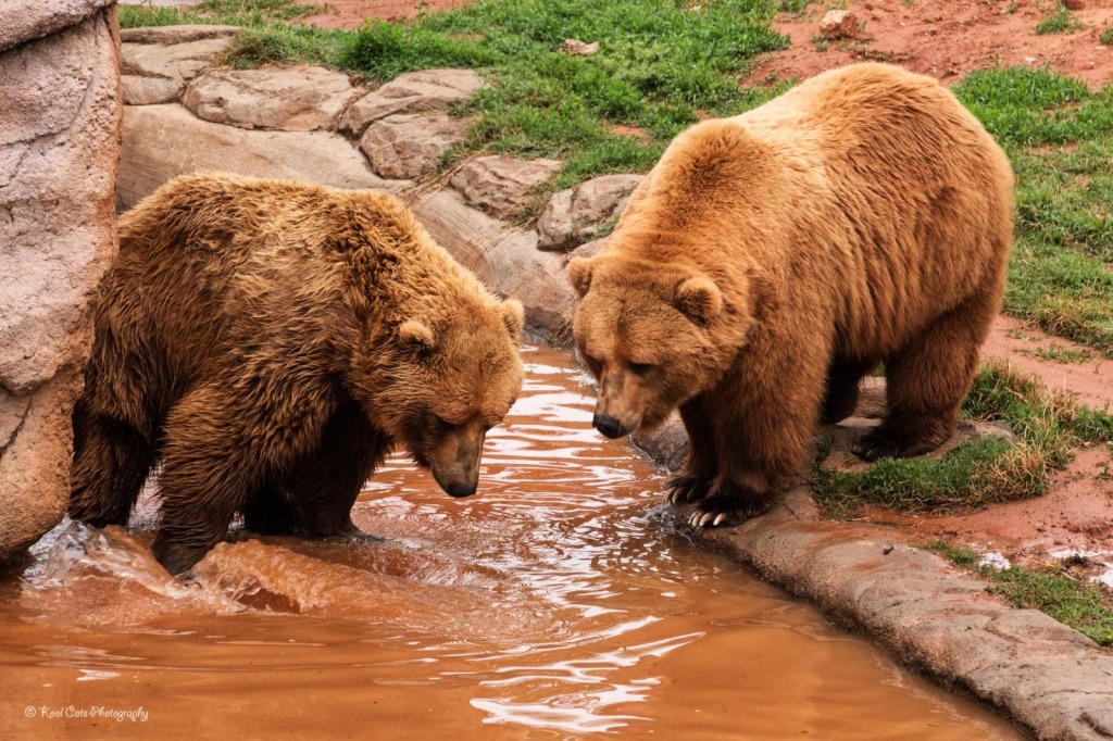 Bears in the Oklahoma City Zoo jigsaw puzzle in Animals puzzles on TheJigsawPuzzles.com
