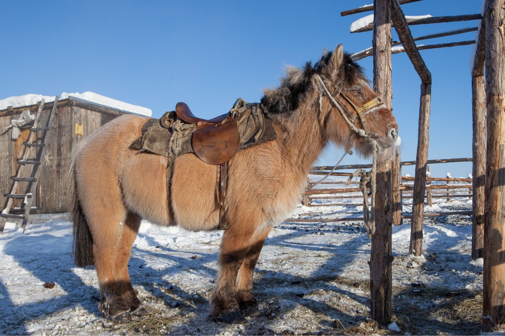 A Yakutian Horse jigsaw puzzle in Animals puzzles on TheJigsawPuzzles.com