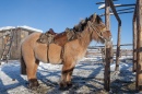 A Yakutian Horse