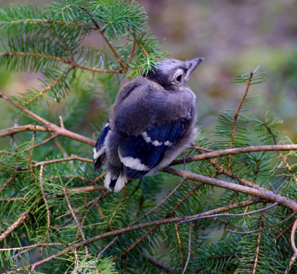 Baby Blue Jay By Cheryl Lombard Jigsaw Puzzle In Cheryl Lombard Puzzles On Thejigsawpuzzles Com