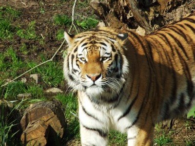 Siberian Tiger jigsaw puzzle in Puzzle of the Day puzzles on ...