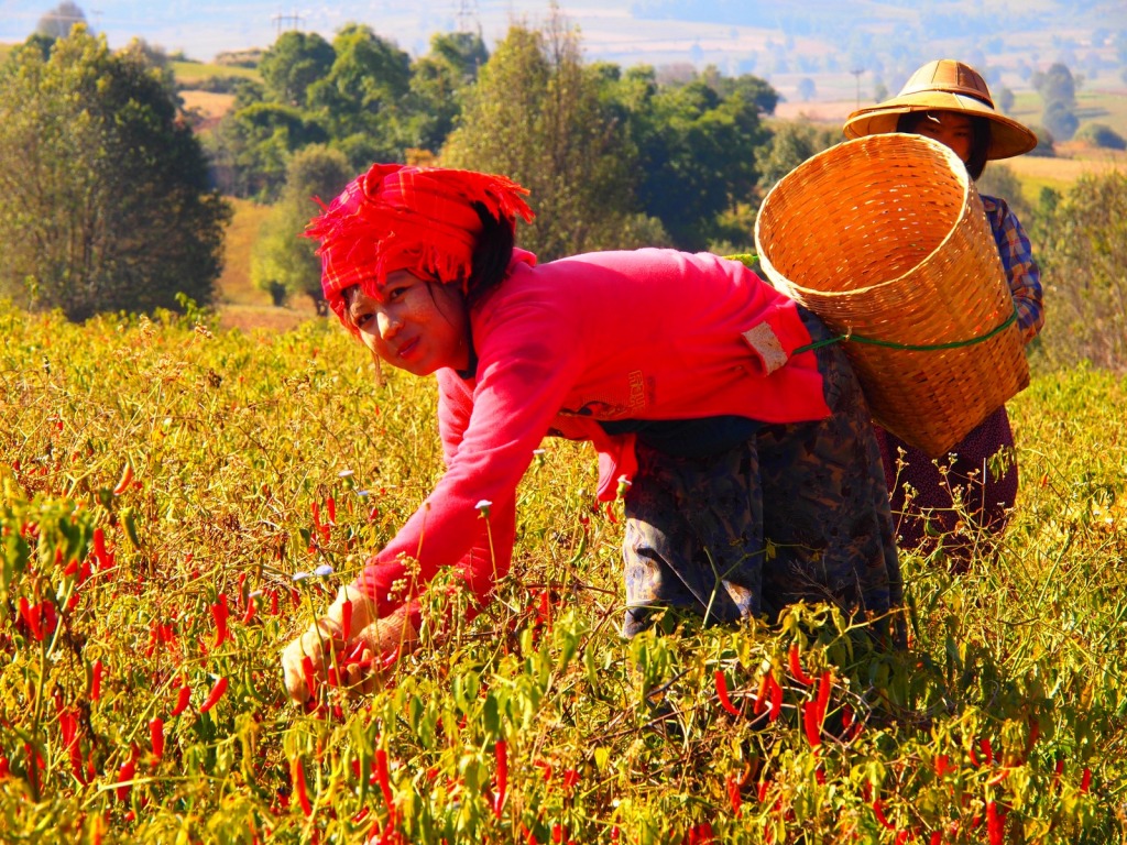 Pa-Oh Woman Harvesting Chillies, Myanmar jigsaw puzzle in People puzzles on TheJigsawPuzzles.com