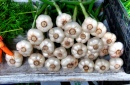 Garlic at Farmer's Market