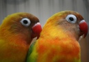 Parrots Closeup