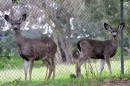 Deer in Santa Teresa County Park
