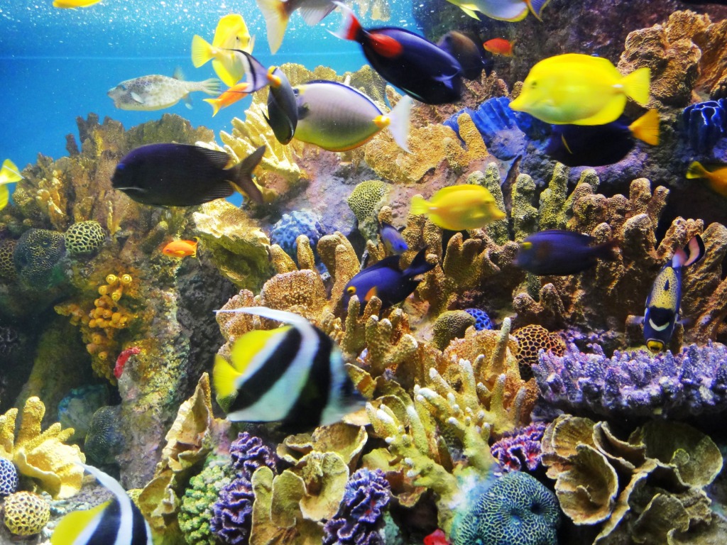 Angelfish and Tropical Corals jigsaw puzzle in Under the Sea puzzles on TheJigsawPuzzles.com