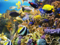 Angelfish and Tropical Corals