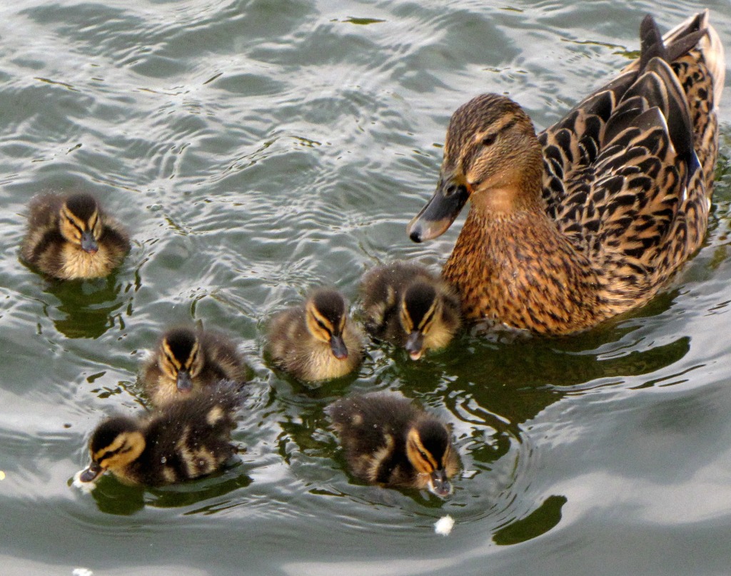 Ducklings and Mum jigsaw puzzle in Animals puzzles on TheJigsawPuzzles.com