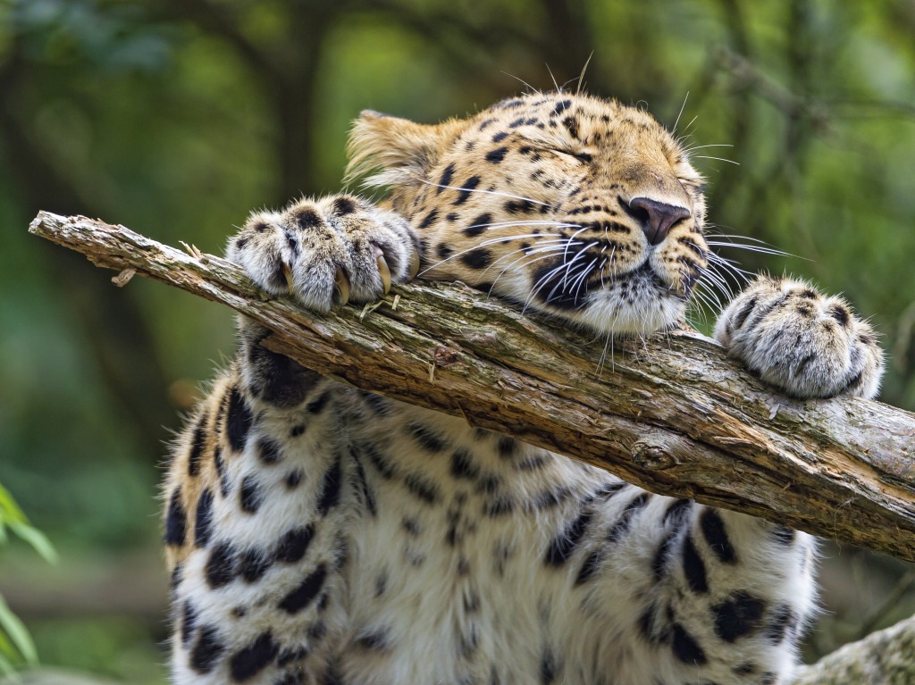 This Leopard Really Loves His Branch jigsaw puzzle in Animals puzzles on TheJigsawPuzzles.com