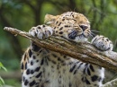 This Leopard Really Loves His Branch