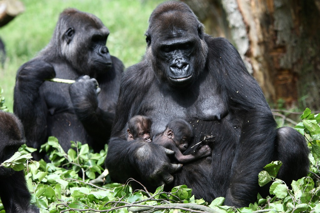 Gorilla Twin, Burgers' Zoo, the Netherlands jigsaw puzzle in Animals puzzles on TheJigsawPuzzles.com