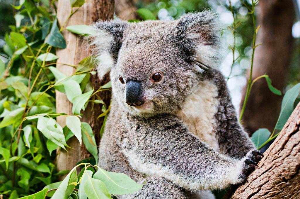 Koala jigsaw puzzle in Animals puzzles on TheJigsawPuzzles.com