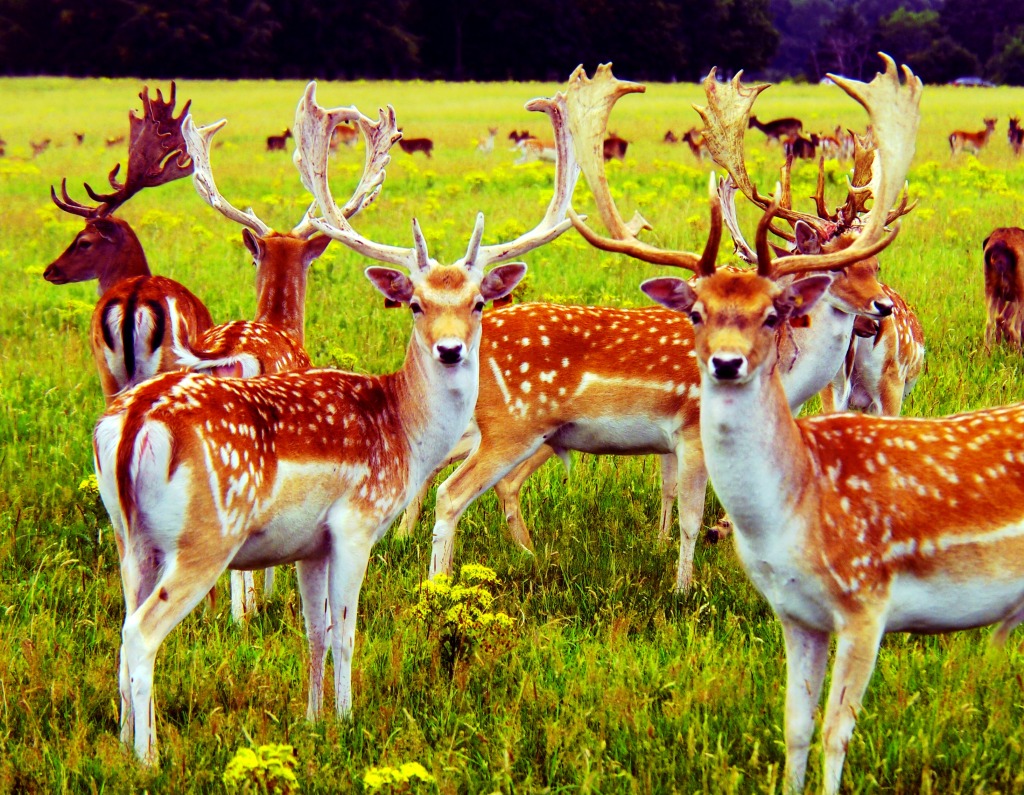 Deer with no Fear jigsaw puzzle in Animals puzzles on TheJigsawPuzzles.com