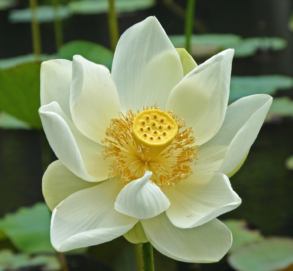 Lotus Branca em Mauritius jigsaw puzzle in Flores puzzles on TheJigsawPuzzles.com