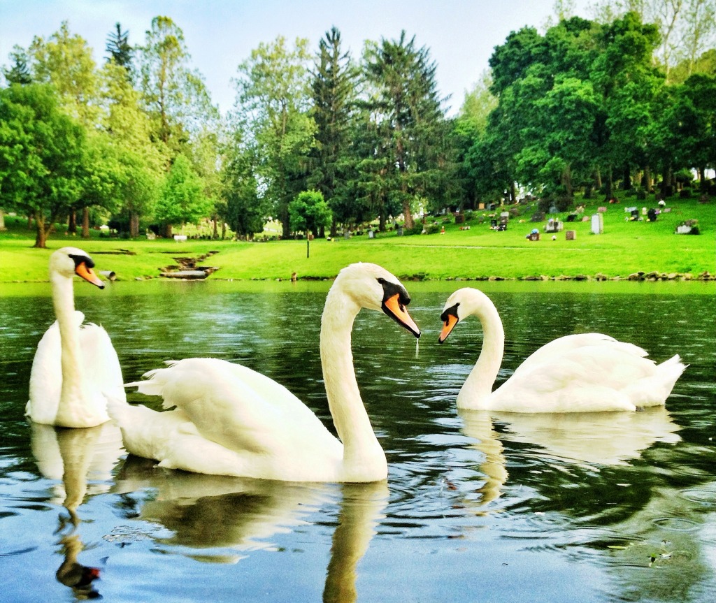 Swan Pond jigsaw puzzle in Animals puzzles on TheJigsawPuzzles.com