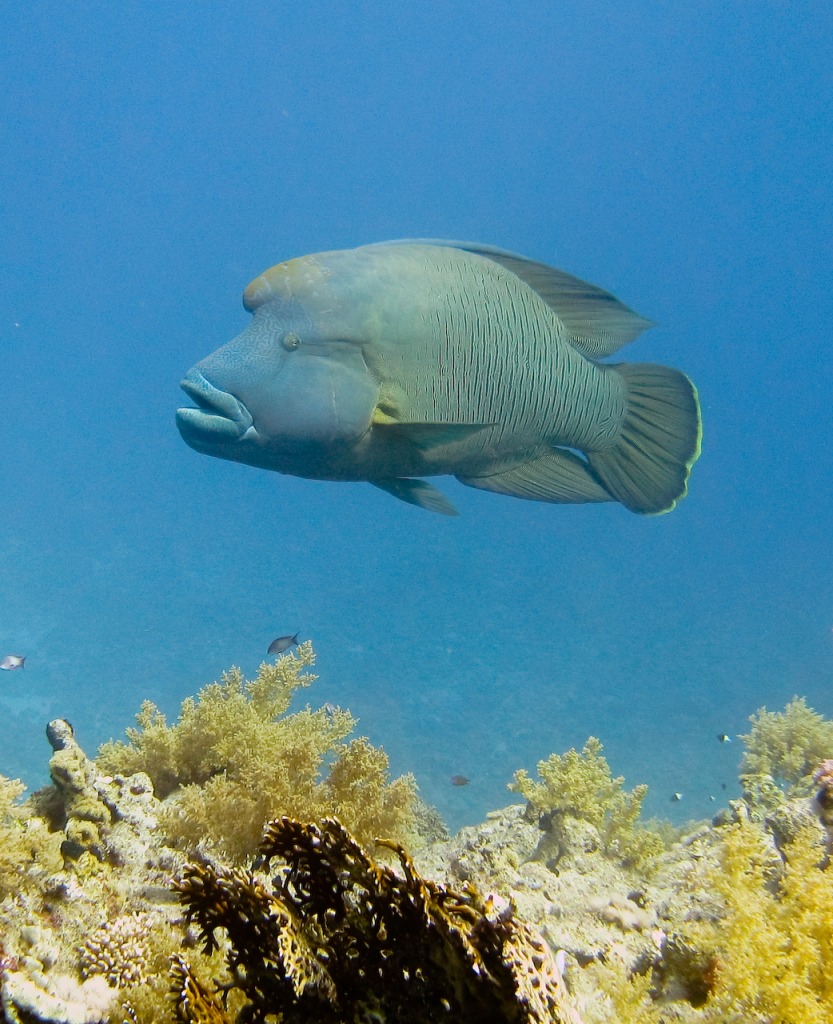 Humphead Wrasse jigsaw puzzle in Under the Sea puzzles on TheJigsawPuzzles.com