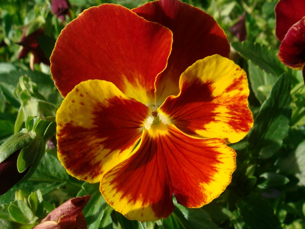 Shiny Pansy jigsaw puzzle in Flowers puzzles on TheJigsawPuzzles.com