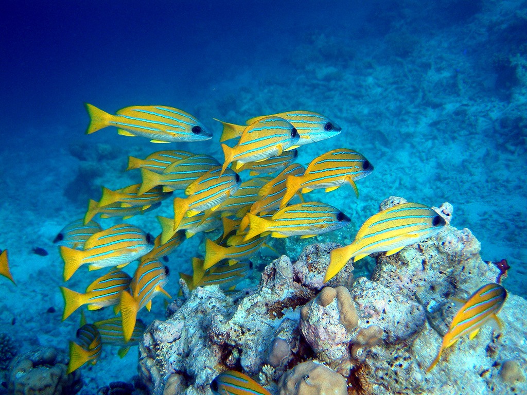 Snap of Snapper! jigsaw puzzle in Under the Sea puzzles on TheJigsawPuzzles.com