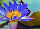 A Perfect Water Lily