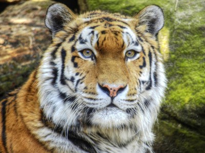 Tiger jigsaw puzzle in Animals puzzles on TheJigsawPuzzles.com (#5638980)