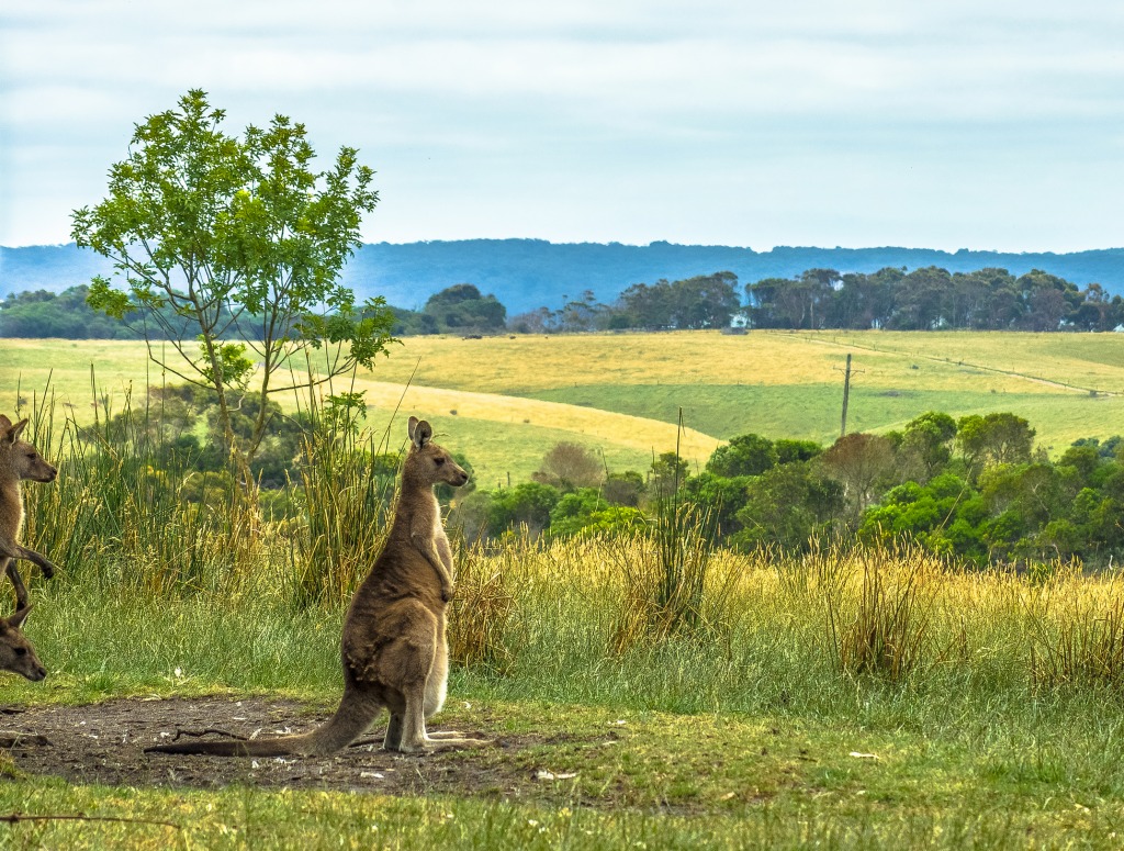 The Thinking Kangaroo, Great Ocean Road jigsaw puzzle in Animals puzzles on TheJigsawPuzzles.com