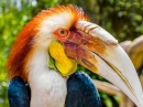 Colourful Papuan Hornbill