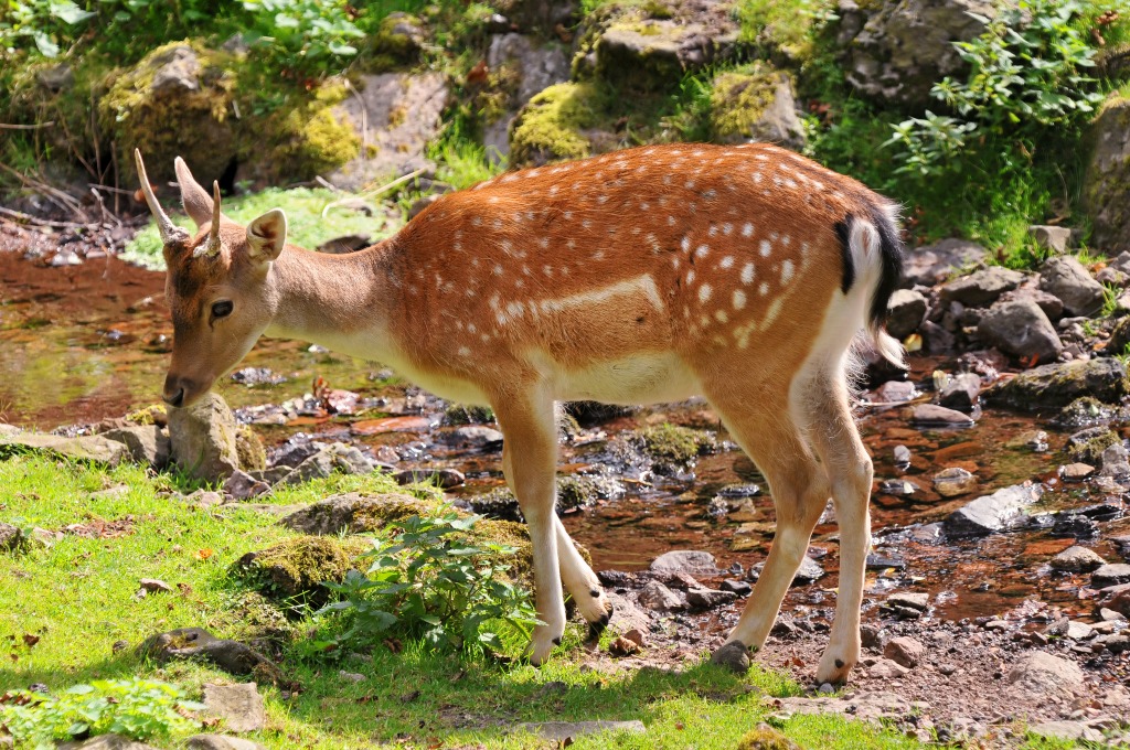 Young Deer by the River jigsaw puzzle in Puzzle of the Day puzzles on TheJigsawPuzzles.com