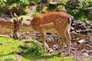 Young Deer by the River