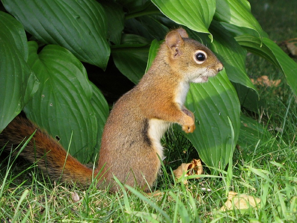 Red Squirrel jigsaw puzzle in Puzzle of the Day puzzles on TheJigsawPuzzles.com