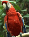 Scarlet macaw