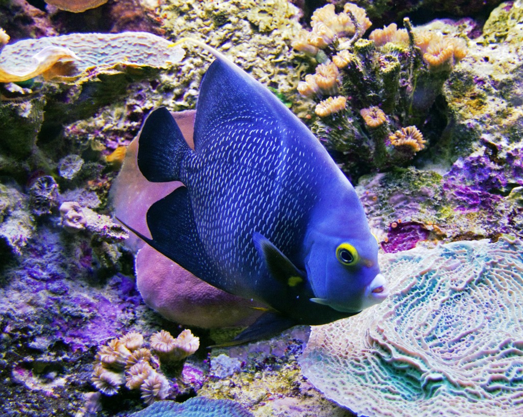 Speckled Angelfish jigsaw puzzle in Under the Sea puzzles on TheJigsawPuzzles.com
