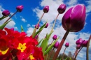 Tulips in the Sky