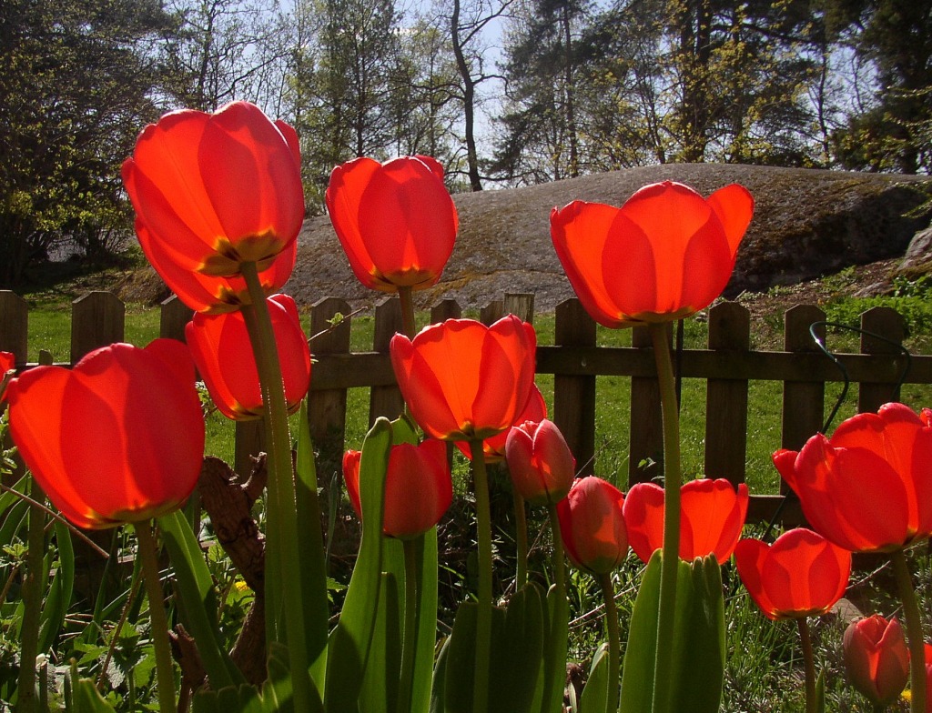Red Tulips jigsaw puzzle in Flowers puzzles on TheJigsawPuzzles.com