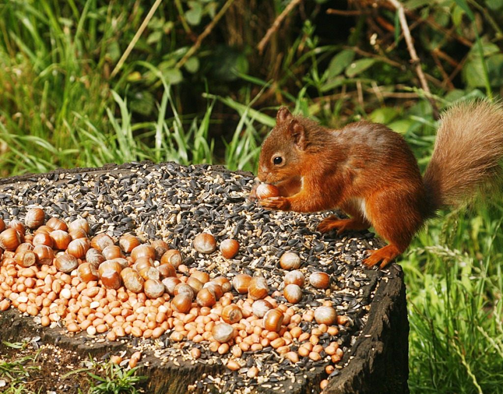 Red Squirrel jigsaw puzzle in Macro puzzles on TheJigsawPuzzles.com
