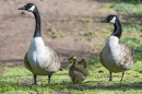 Two Geese with Young One