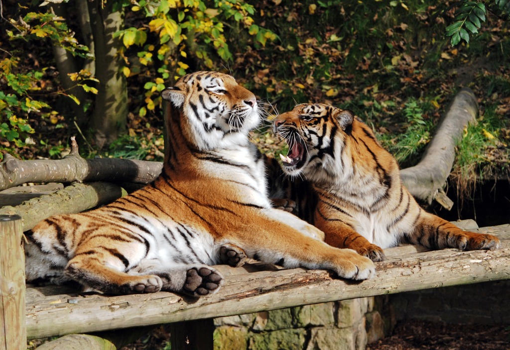 Tigers at Play, Dudley Zoo jigsaw puzzle in Animals puzzles on TheJigsawPuzzles.com