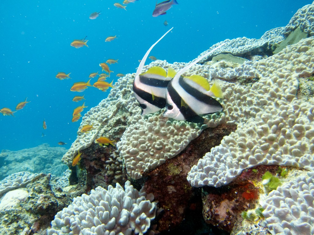 Scuba Diving in New Caledonia jigsaw puzzle in Under the Sea puzzles on TheJigsawPuzzles.com