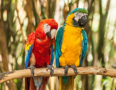 Jacksonville Zoo, Florida jigsaw puzzle in Animals puzzles on ...