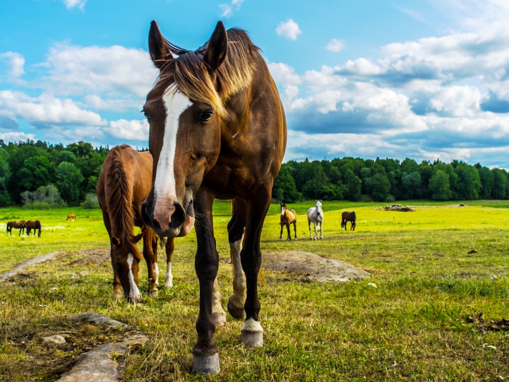 Horses at Ågesta, Sweden jigsaw puzzle in Animals puzzles on TheJigsawPuzzles.com