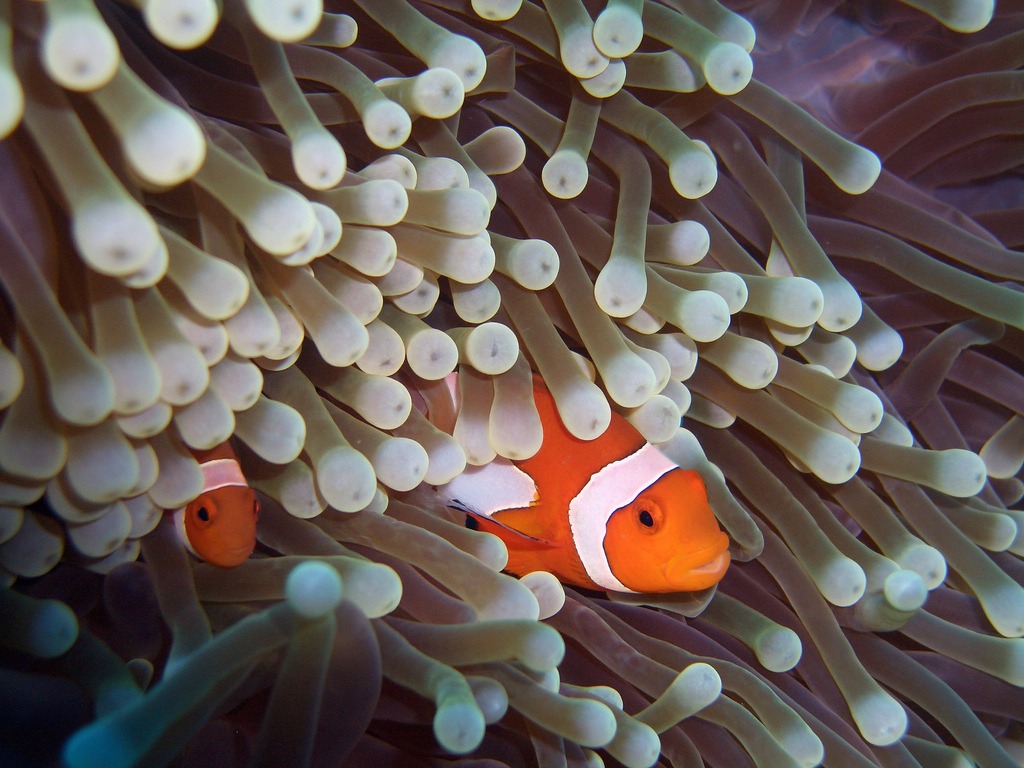 Clownfish and Anemone jigsaw puzzle in Under the Sea puzzles on TheJigsawPuzzles.com