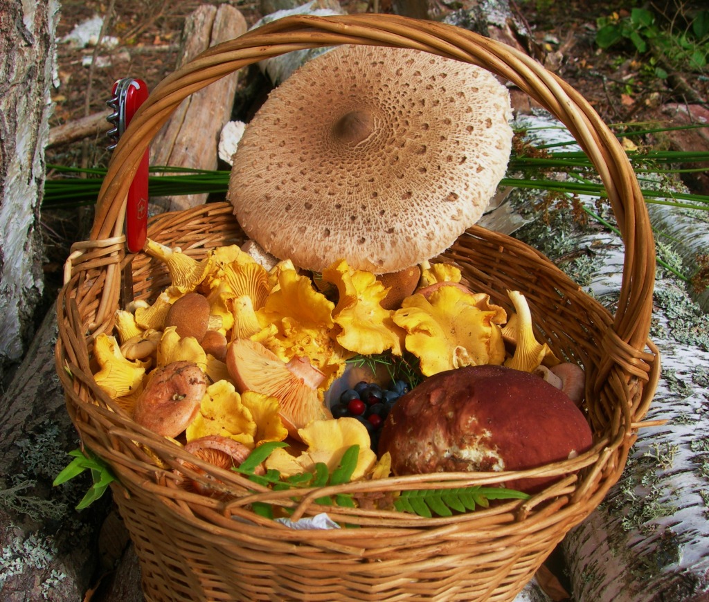 Лисички грибы в корзине