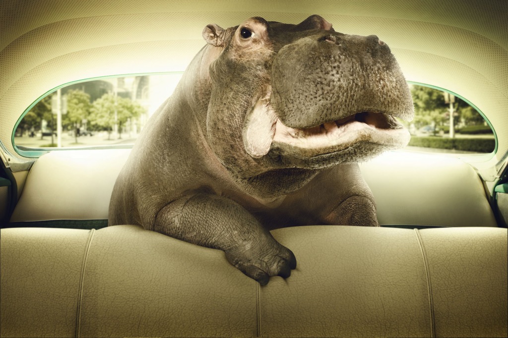 Happy Hippo jigsaw puzzle in Tiere puzzles on TheJigsawPuzzles.com