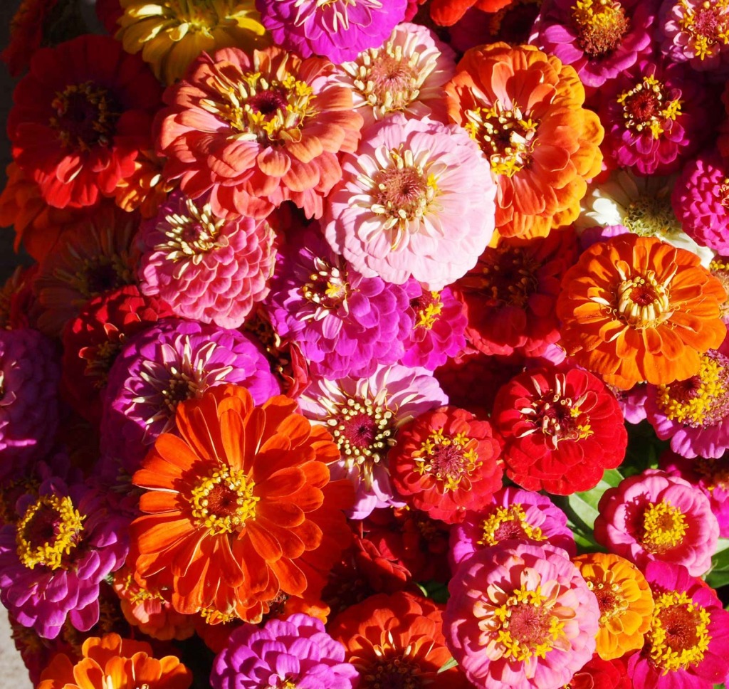 Zinnias jigsaw puzzle in Flores puzzles on TheJigsawPuzzles.com