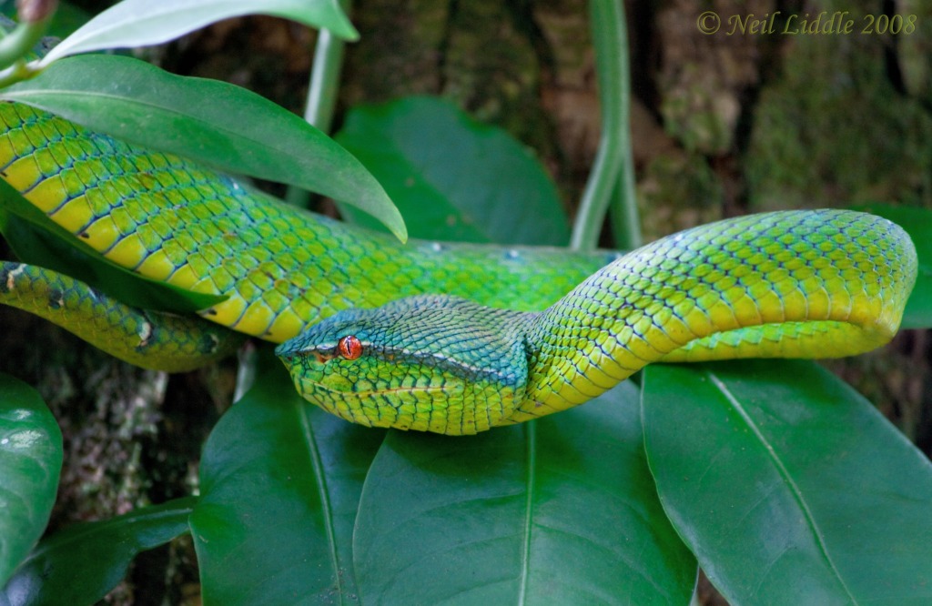 Waglers Pit Viper jigsaw puzzle in Animals puzzles on TheJigsawPuzzles.com